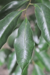 Drypetes indica