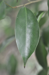 Drypetes indica