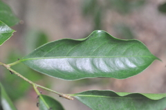 Drypetes indica