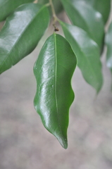 Drypetes indica