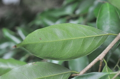 Drypetes indica