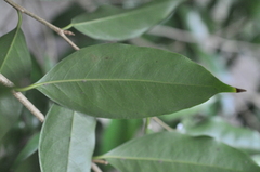 Drypetes indica