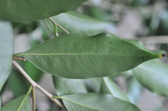 Drypetes indica