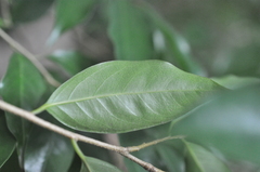 Drypetes indica