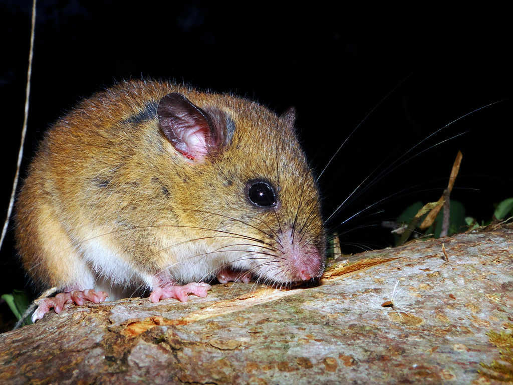 Albuja's Climbing Rat