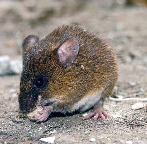 Bristly Mice