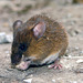 Bristly Mice - Photo (c) jorgebrito, some rights reserved (CC BY-NC), uploaded by jorgebrito