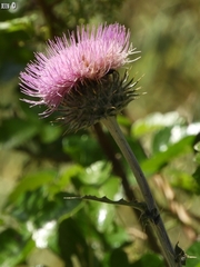 Cirsium occidentale