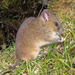 Oldfield Mice - Photo (c) jorgebrito, some rights reserved (CC BY-NC), uploaded by jorgebrito