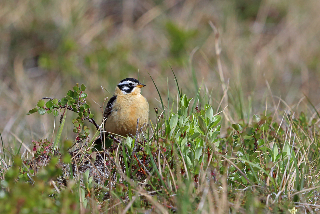 Smith's Longspur