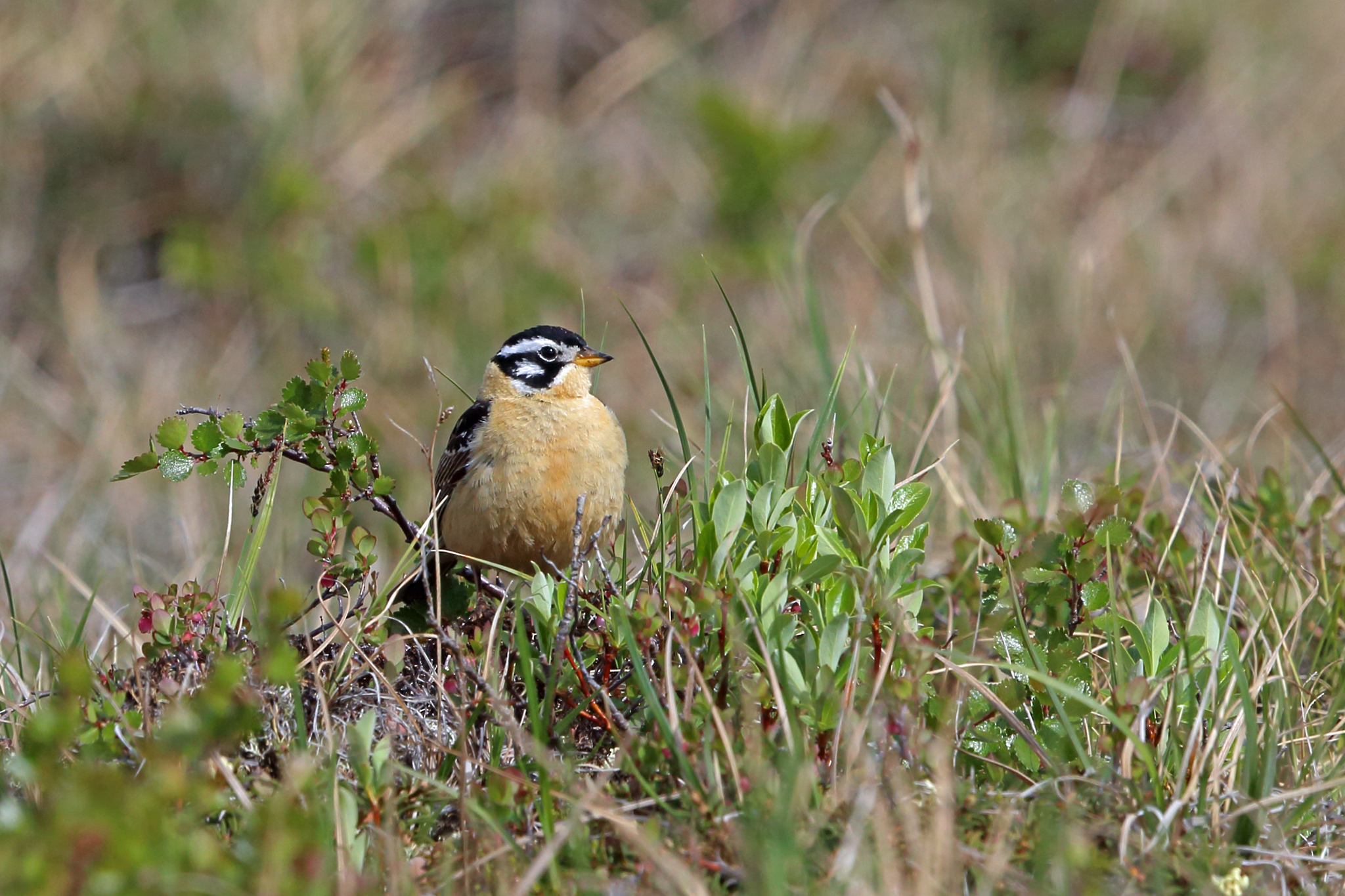 Smith's Longspur illustration