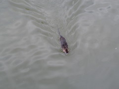 Myocastor coypus