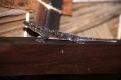 Hemidactylus mercatorius