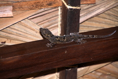 Hemidactylus mercatorius