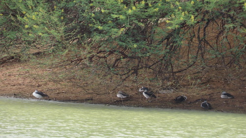 Knob-billed Duck (Sarkidiornis melanotos), photo 8