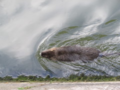 Myocastor coypus