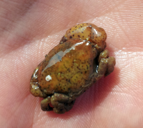 Heterozius rotundifrons