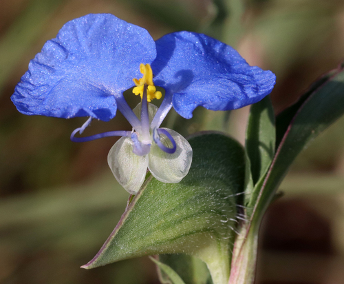 Commelina erecta