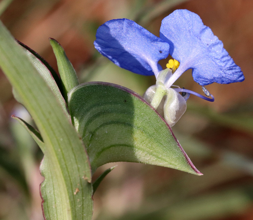 Commelina erecta