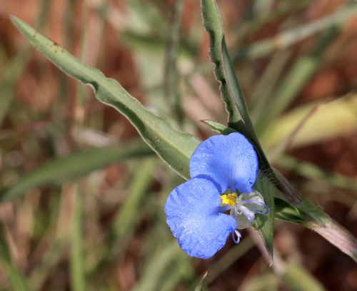 Commelina erecta
