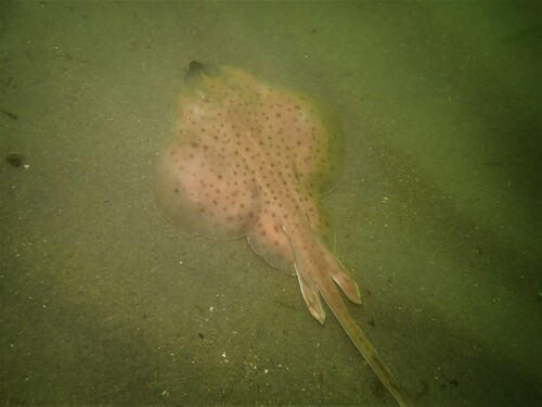 Little skate (Leucoraja erinacea) — Rajidae — 4