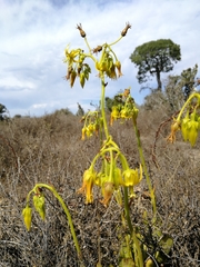 Cotyledon campanulata