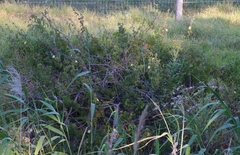 Hibiscus diversifolius diversifolius