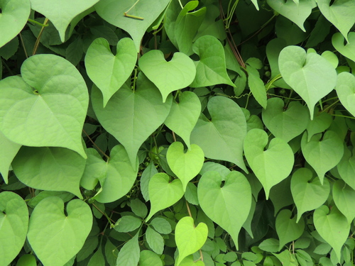 Ipomoea obscura