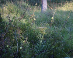 Hibiscus diversifolius diversifolius