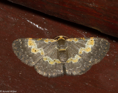 Peratophyga flavomaculata