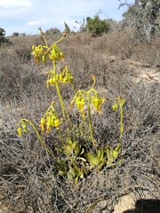 Cotyledon campanulata