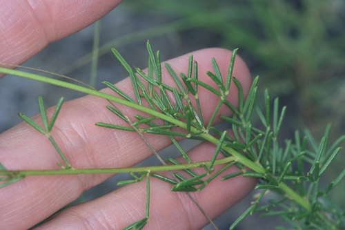 Image of Dalea tenuis by (c) Michelle W. （鍾偉瑋）, some rights reserved (CC BY)