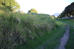 Echinochloa pyramidalis