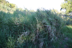 Echinochloa pyramidalis