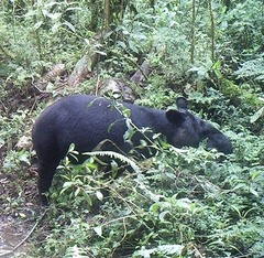 Tapirus pinchaque