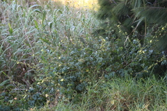 Hibiscus diversifolius diversifolius
