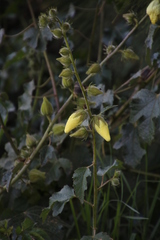 Hibiscus diversifolius diversifolius