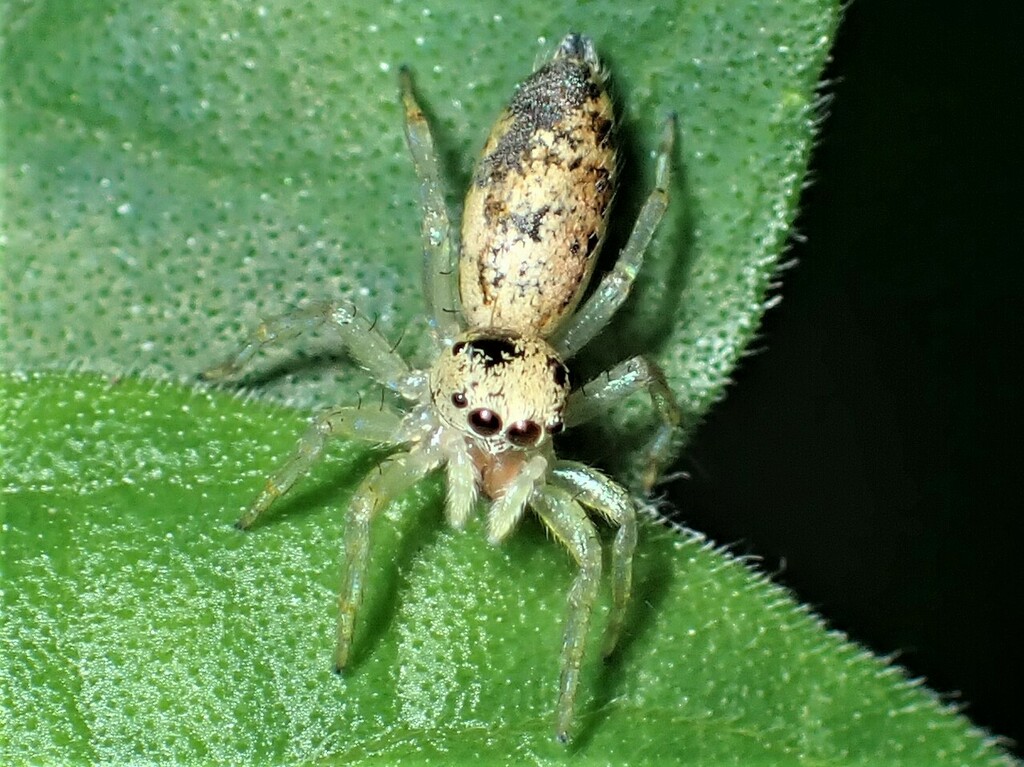 Sadies gibbosa