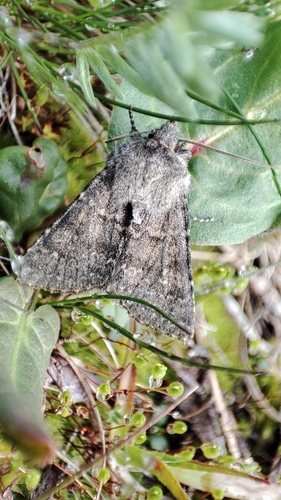 Apamea ingloria