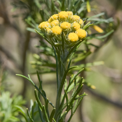 Inulanthera thodei