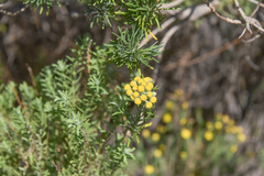 Inulanthera thodei