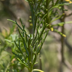 Inulanthera thodei