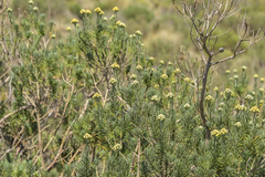 Inulanthera thodei