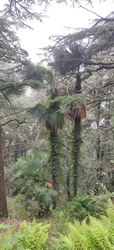Takil palm (Trachycarpus takil)