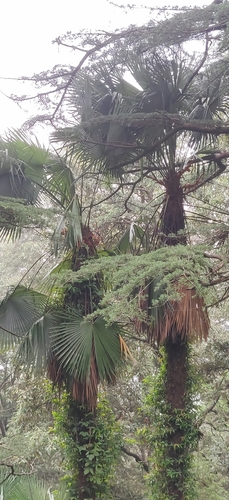Image of Trachycarpus takil by (c) T R Shankar Raman, some rights reserved (CC BY)