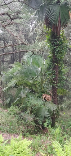 Image of Trachycarpus takil by (c) T R Shankar Raman, some rights reserved (CC BY)