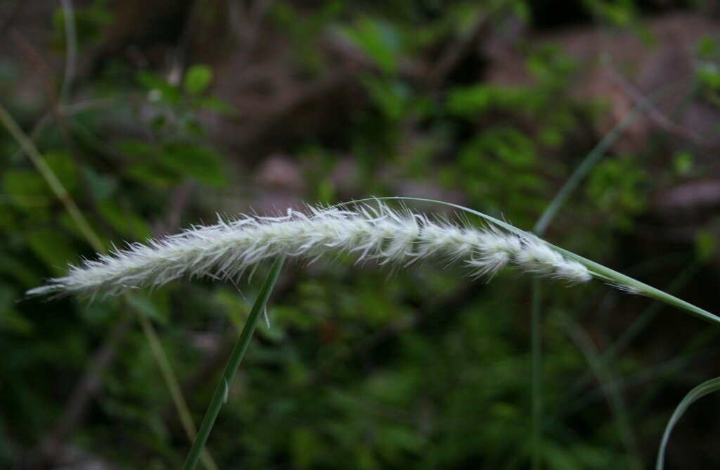 Cenchrus arnhemicus
