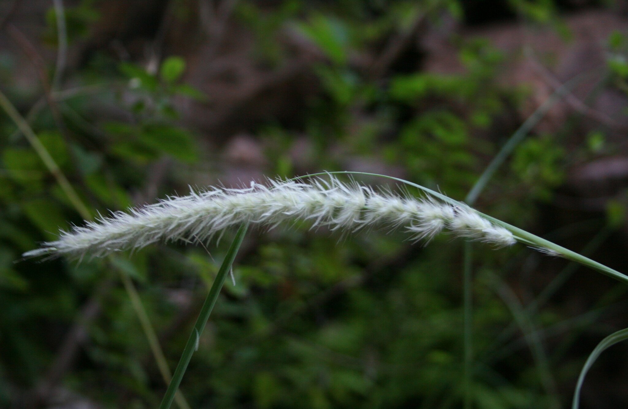 Cenchrus arnhemicus