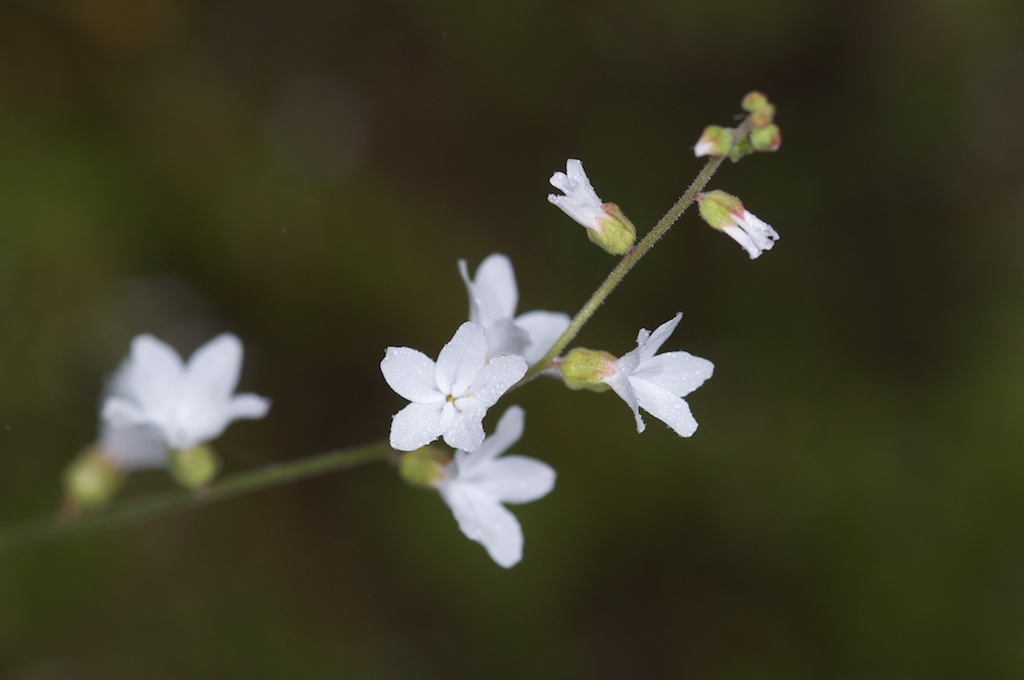Lithophragma bolanderi