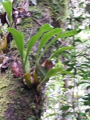 Bulbophyllum occlusum image